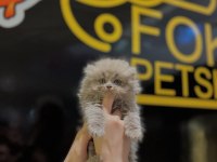 Safkan British Longhair Yavrular