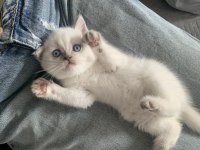 Show Kalite British Shorthair Yavrular