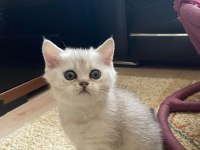 Muhteşem Kan Hattına Sahip Scottish Straight Yavrular