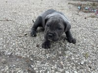 Ab Kalite Cane Corso Bebekler Yeni Yuvalarını Arıyorlar