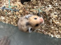 Evcil Hamsterlar