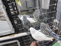 Ele Alıştırmalık Jumbo İri Boy Muhabbet Kuşlar