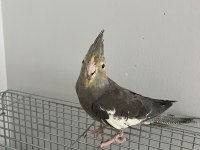 Konuşan Ele Alışık Sultan Papağanı Paşamız