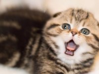 Minik Kıvrım Büyük Sevgi Blackgolden Scottish Fold