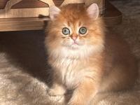 Safkan British Longhair Ny11 Erkek