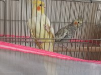 2 Yaşında Çift Sultan Papağanı