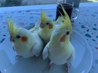 Ele Alışkın Yavru Sultan Papağanı