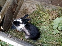 İstanbul tavşan üreticisi