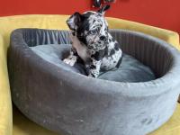 50 Günlük Merle French Bulldog