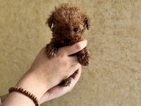 Evde Doğmuş Anne Ve Babası İle Büyüyen Sağlıklı Poodle Yavrular