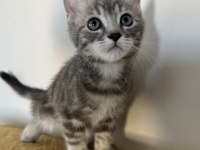 Rus-İran Kırması Yavru Kediler
