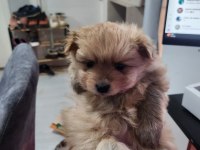 Rezerveye Açık 2 Dişi Köpeğimiz