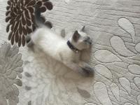 British Shorthair Blue Point