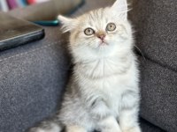 British bebekler yeni yuvalarını arıyorlar