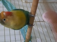 Aile Evinden Yavru Cennet Papağanı