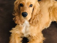 Kraliyet Ailesinden Safkan İngiliz Cocker