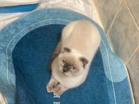 1 Yaşında Olan Scottish Blue Point Kedimiz Sahiplendirilecektir