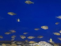 Üreticiden cichlid balıklar