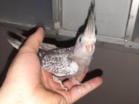 Sultan papağan yavrusu 45 günlük