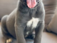 A kalite cane corso yavruları