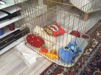 Uslu Zeki Oyuncu Ayıcık Surat Pomeranian Boo