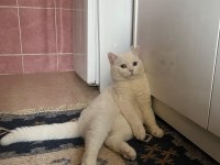 Kedimi Sahiplendirmek İstiyorum