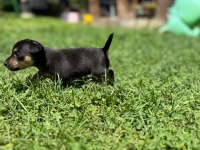 2 Tane Minyatür Pinscher 0 Numara