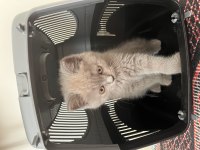 British Shorthair Dumana Yuva