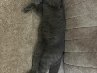 Tüm Eşyaları İle 5 Aylık Erkek British Shorthair