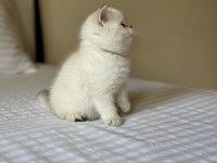 British shorthair golden point