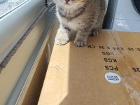 Scottish Fold Kedimiz