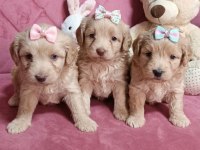 Süper Maltipoo Yavrular