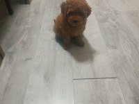 Erkek poodle 2 aylık
