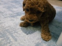 54 Günlük Toy Poodle Yavrularım Son 1 Dişi Kaldı