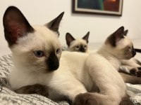 3 aylık erkek siyam kedisi