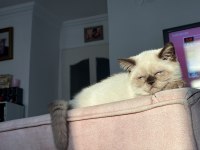 Dişi British Shorthair