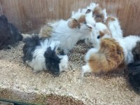 Guinea Pigler Veteriner Teknikerinden