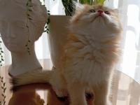 Şecereli Dişi British Longhair Yavrular