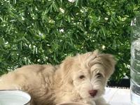 Maltipo Kırması 3 Aylık Erkek Köpek