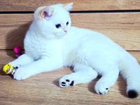 Kaliteli Şampiyon Aile Erkek Yavru British Shorthair