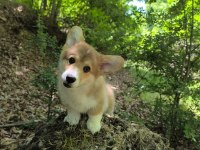 Wels Corgi Pembroke