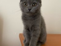 Her Renk Scottish Yavrular