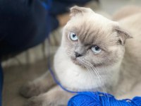 Dişi Kedimiz Yeni Yuvasını Arıyor