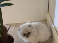 2 Aylık Hazır Yavru Kedilerimiz