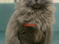 2 Aylık British Blue Point Erkek Yavrumuz