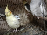 Her Tür Sultan Papağanı Vardır