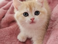 Golden British Shorthair
