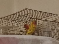 Kafesiyle Birlikte Çift Cennet Papağanı