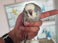 Mutasyon vasıflı show jumbo yavrular