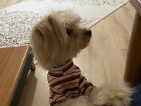 Pera – 3 Yaşında, Tuvalet Eğitimli, Sosyal Yorkshire Poodle Kırması